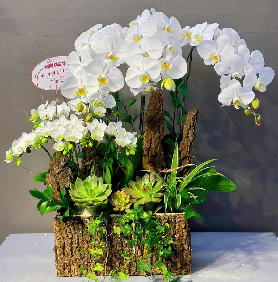 Lũa hoa lan hồ điệp - 148 
