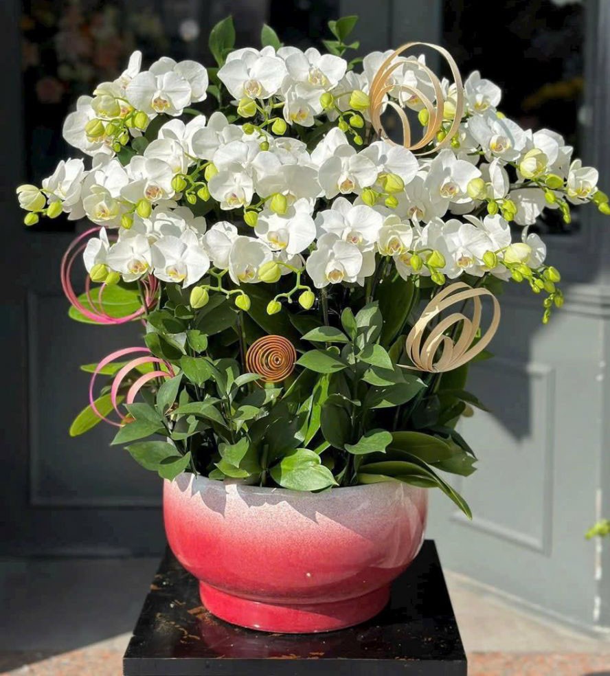  Chậu hoa lan hồ điệp - 145 