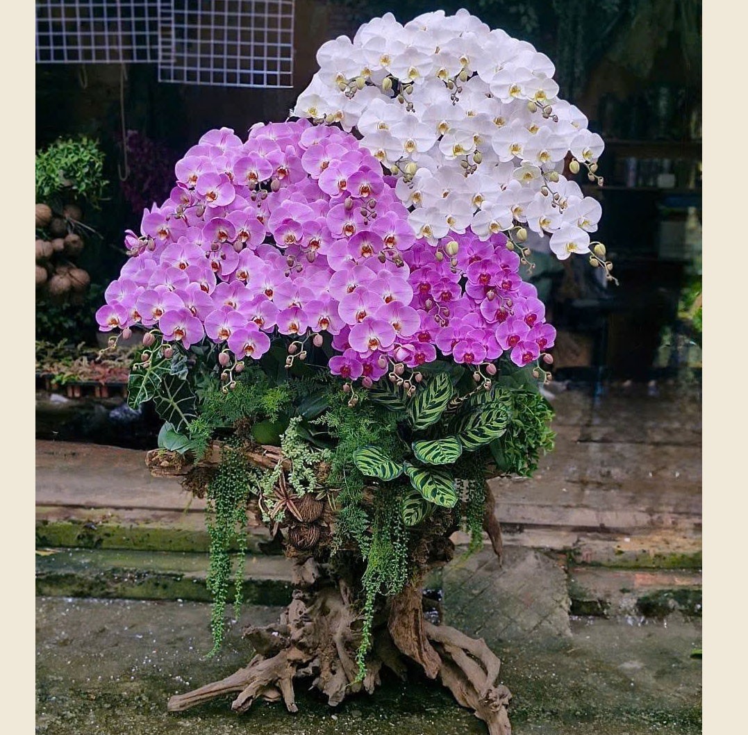  Lũa hoa lan hồ điệp -122 