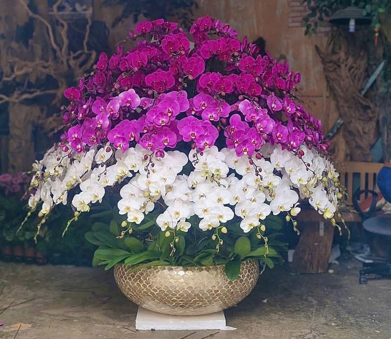  Chậu Lan Hồ Điệp  - 121 
