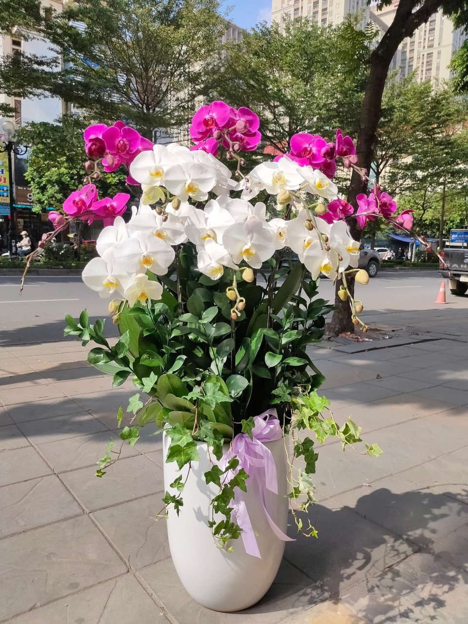 Giới Thiệu Liti