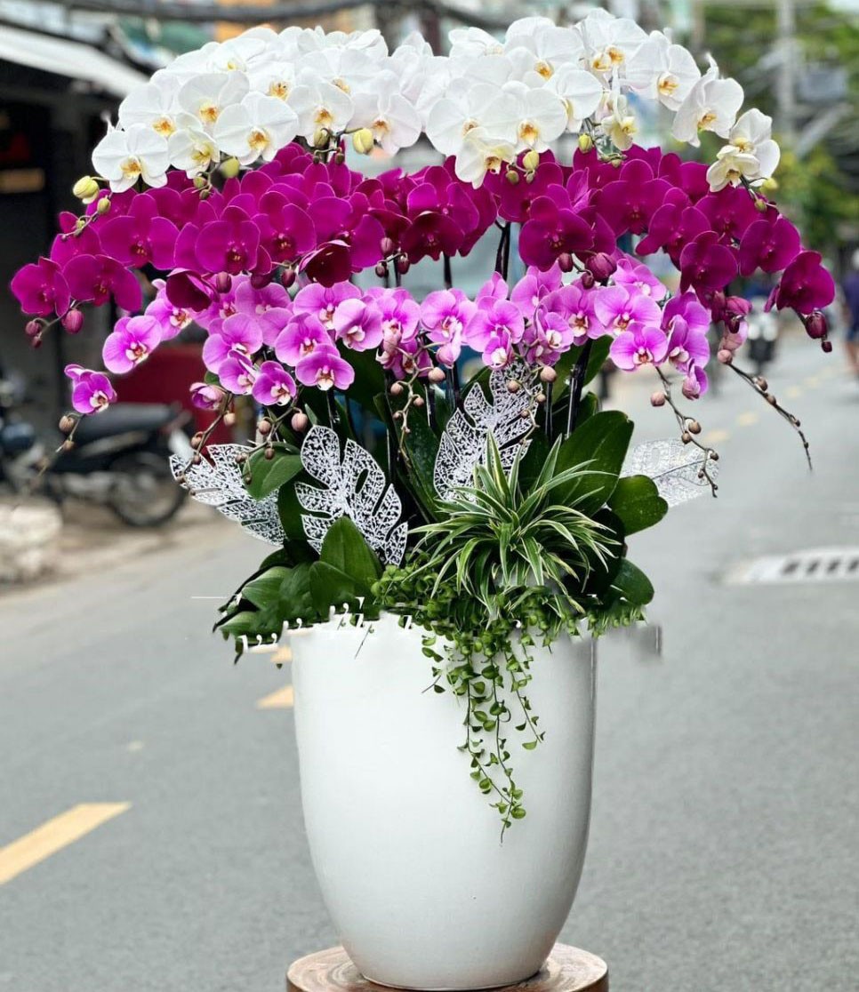Chậu Hoa Lan Hồ Điệp - 931