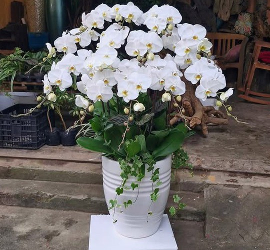 Chậu Hoa Lan Hồ Điệp - 927