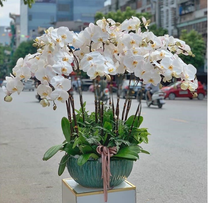 Chậu Hoa Lan Hồ Điệp - 929