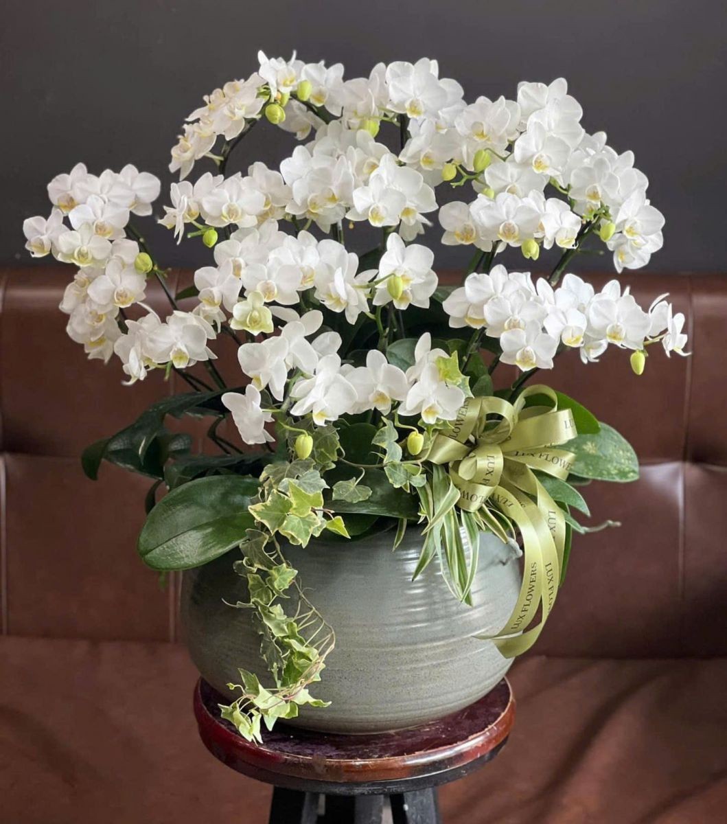 Chậu hoa lan hồ điệp- 149