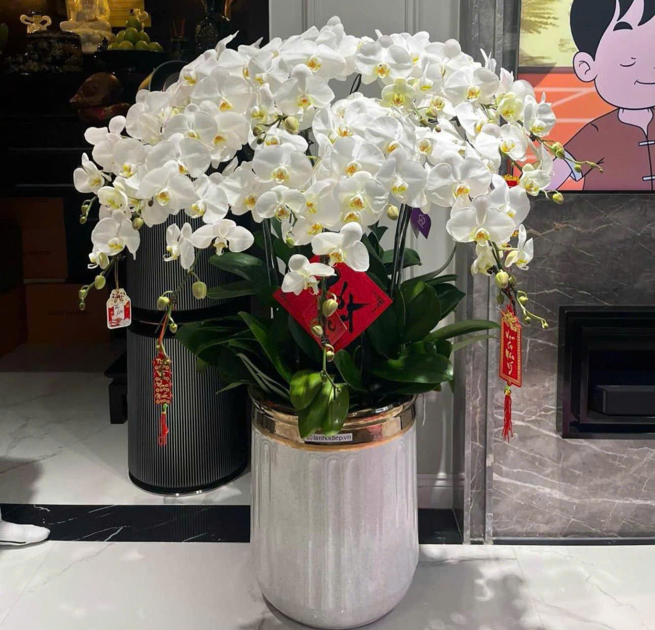 Chậu lan Hồ Điệp - 126